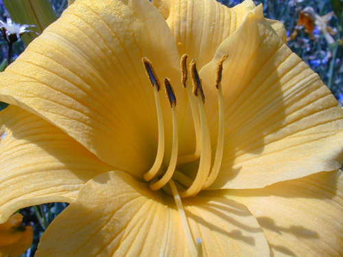 Flowers1