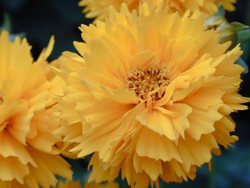 Flowers2