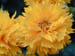 Flowers2